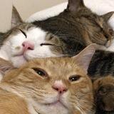 猫儿匹配