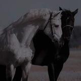 معًا إلى الجنة. ♡