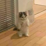 @meowwiie's review