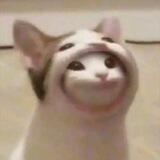 柯柯推码