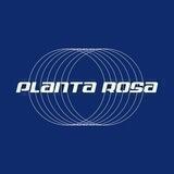 PLANTAROSA.JPG