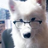 Samoyed