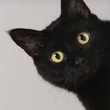 BlackCat