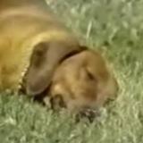 $RUSTY The first ever youtube dog - Community
