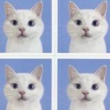 Meowdy