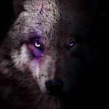 FOX SRC