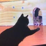 Cat Tax