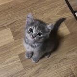 kitty
