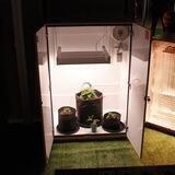 Growworld.ru