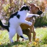 Cats Vs Dogs