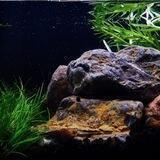养鱼养草｜水族交流🐟