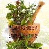 Canal Milagre Da Floresta