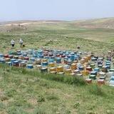 عسل طبیعی افشاربال