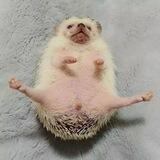 йозики🦔