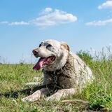 Приют для собак Сказка Высокая гора