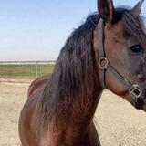 جُموح🐎