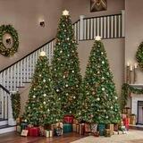 Christmas Trees for sale