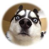 ТВАРИНИ 🐶 СВІТУ