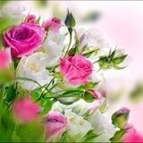 عَالَم الزّهُور 🌷🤍.