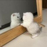 ȷᥱssіᥴᥲ