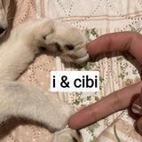 cib cibi cibie