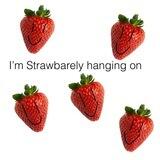 strawberry club