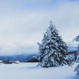 THE GREAT WHITE NORTH