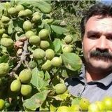نهالستان نگین تاج مهندس فرخی