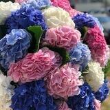 Pro🌹Цветы: г.Домодедово