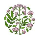 МАНИН ЧАЙ🌸🌿