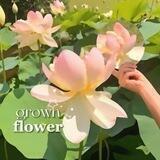»🌷« (( 𝗴𝗿𝗼𝘄𝗻 𝗳𝗹𝗼𝘄𝗲𝗿!!