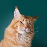 Winner_maincoon