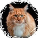 FatCat Coin Chat (no announcement telegram)