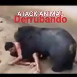 ATACK ANIMAL