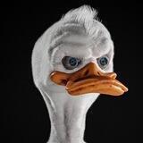 Duckies Degen Plays