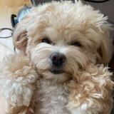 Мальтипу / Maltipoo