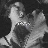 ✶ plethorα ── the brαnd
