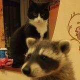 🦝Моня&Веня🐈‍⬛️