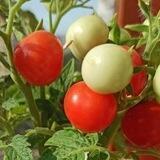 Бакча. Яшелчә - җимеш яратучылар берлеге🍅🥒🥕🥬