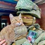 боевые котики