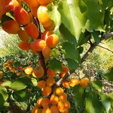 МЕВАЛИ ВА МАНЗАРАЛИ КУЧАТЛАР🌲🍐🍎🍇🍋🍒 https:// .