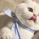 Catto!