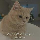رســـــــــــــــائل.....💚❤️🔥