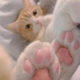猫片