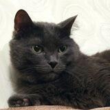 Моему коту 11 лет
