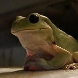 Frogs 🐸
