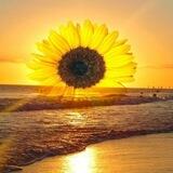 "Sou sempre como um girassol"! 💛🌻🍃📚🙏🎧☕