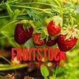 FRUITSTOCK