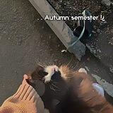 🍁. . Autumn semеster !¿