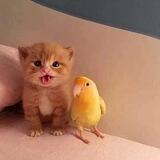 Котомемы